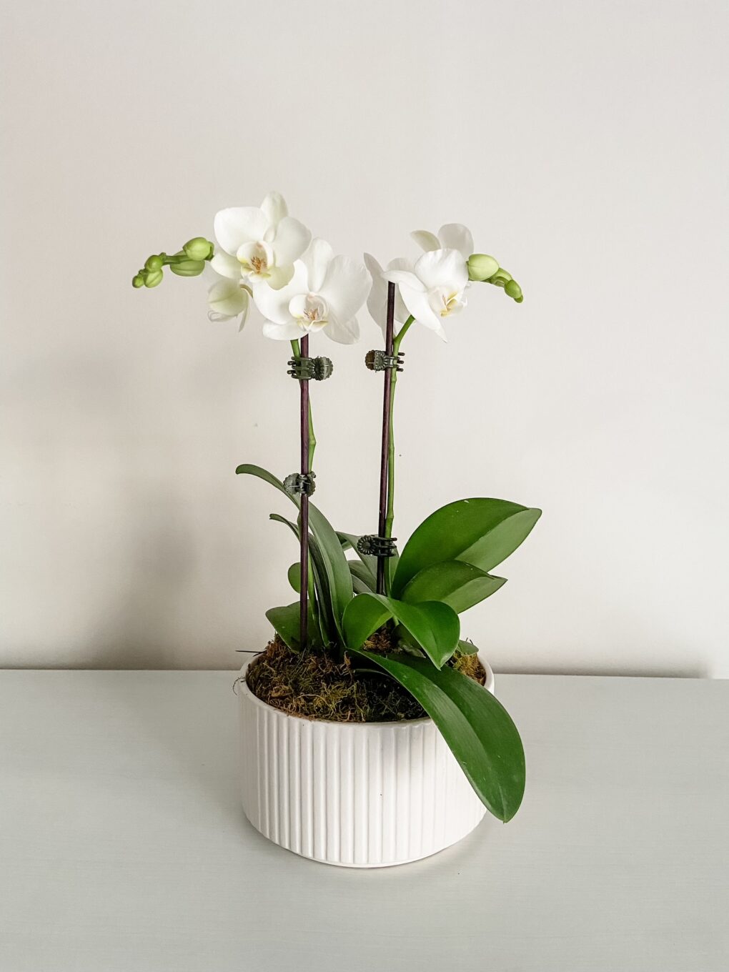 Designer Orchid Bowl