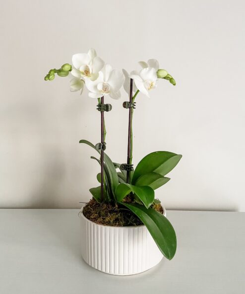Designer Orchid Bowl